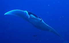 Raja Ampat 2016 - Manta Biostris - Oceanic Manta Ray - Raie Manta Oceanique - IMG_4237_rc_filtered